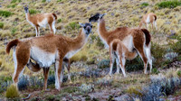 Tierra del Fuego